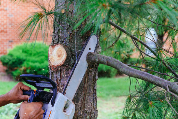 Professional Tree Service in Rouses Point, NY